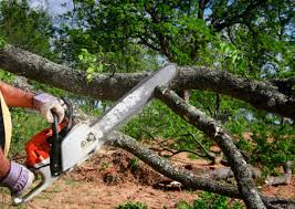 Best Stump Grinding and Removal  in Bellwood, VA