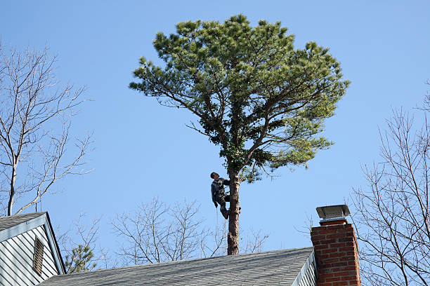 Best Firewood Processing and Delivery  in Bellwood, VA