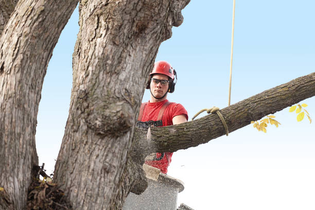 Best Tree Maintenance Programs  in Bellwood, VA